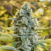 Semilla de cannabis feminizada de primera calidad con predominancia Sativa