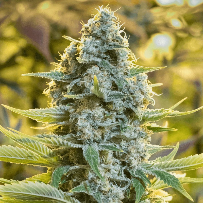 Moby Dick - 3 semillas