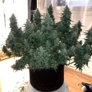 Semilla de cannabis feminizada de primera calidad con predominancia Sativa