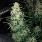 Semilla de cannabis feminizada de primera calidad con predominancia Sativa