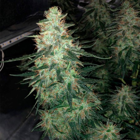 Semilla de cannabis feminizada de primera calidad con predominancia Sativa