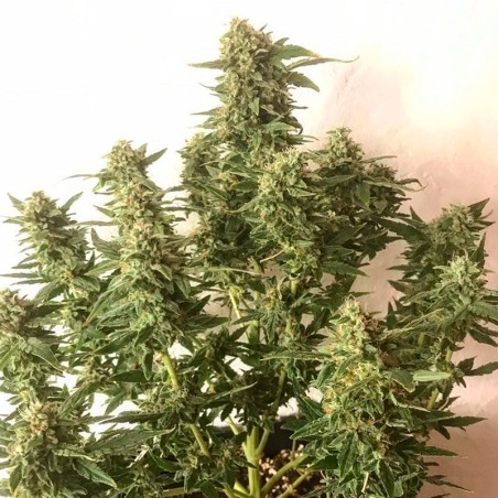 Semilla de cannabis automática feminizada de primera calidad con predominancia Sativa