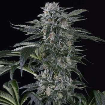 Semilla de cannabis automática feminizada de primera calidad con predominancia Sativa