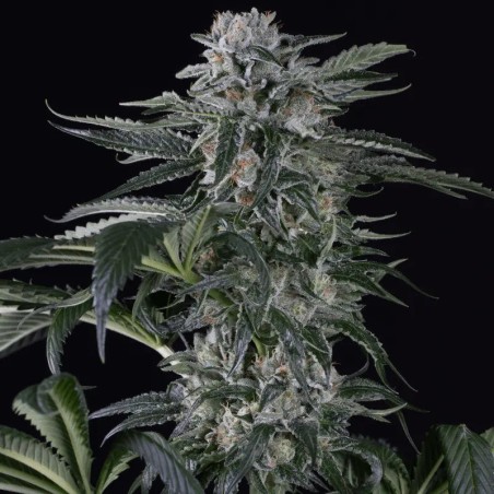 Semilla de cannabis automática feminizada de primera calidad con predominancia Sativa