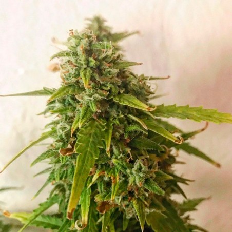 Semilla de cannabis automática feminizada de primera calidad con predominancia Sativa
