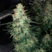 Semilla de cannabis automática feminizada de primera calidad con predominancia Sativa
