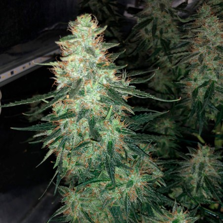 Semilla de cannabis automática feminizada de primera calidad con predominancia Sativa
