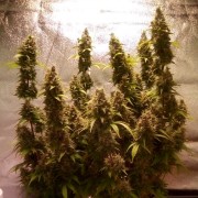 Semilla de cannabis automática feminizada de primera calidad con predominancia Sativa