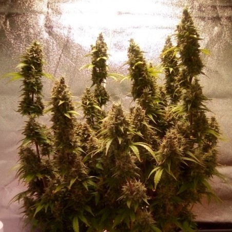 Semilla de cannabis automática feminizada de primera calidad con predominancia Sativa