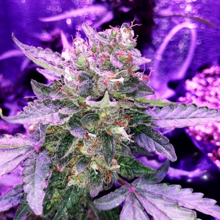 Semilla de cannabis automática feminizada de primera calidad con predominancia Sativa