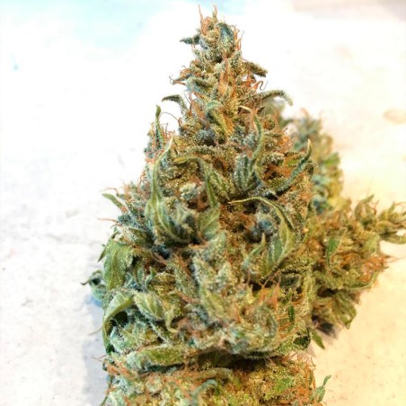Semilla de cannabis feminizada de primera calidad con predominancia Indica