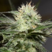 Semilla de cannabis feminizada de primera calidad con predominancia Indica