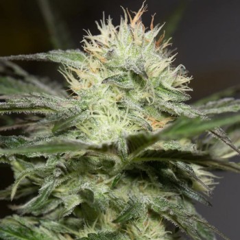 Semilla de cannabis feminizada de primera calidad con predominancia Indica
