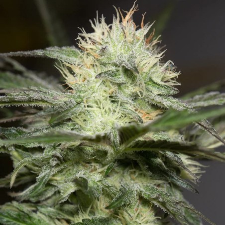 Semilla de cannabis feminizada de primera calidad con predominancia Indica