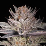 Semillas de cannabis Lemon Tree 2.0 premium en colaboración con Matthew Rockwell