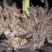Semillas de cannabis Lemon Tree 2.0 premium en colaboración con Matthew Rockwell