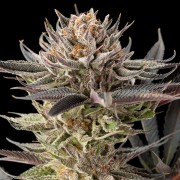 Semillas de cannabis Lemon Tree 2.0 premium en colaboración con Matthew Rockwell