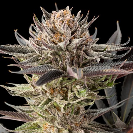 Semillas de cannabis Lemon Tree 2.0 premium en colaboración con Matthew Rockwell