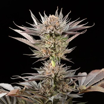 Semillas de cannabis Lemon Tree 2.0 premium en colaboración con Matthew Rockwell