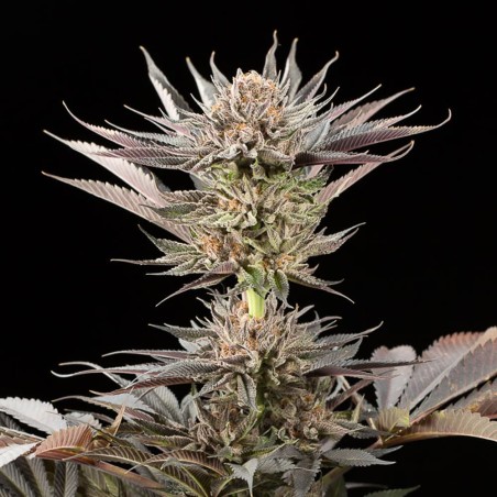 Semillas de cannabis Lemon Tree 2.0 premium en colaboración con Matthew Rockwell