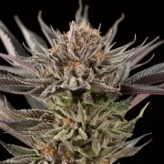 Semillas de cannabis Lemon Tree 2.0 premium en colaboración con Matthew Rockwell