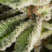 Semillas de cannabis Lemon Tree 2.0 premium en colaboración con Matthew Rockwell