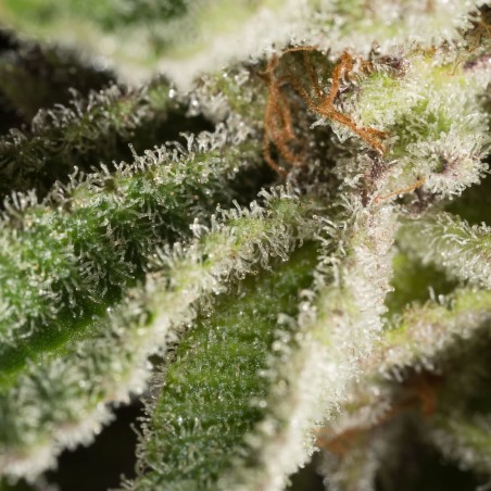 Semillas de cannabis Lemon Tree 2.0 premium en colaboración con Matthew Rockwell