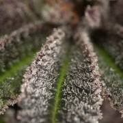 Semillas de cannabis Lemon Tree 2.0 premium en colaboración con Matthew Rockwell