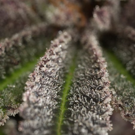 Semillas de cannabis Lemon Tree 2.0 premium en colaboración con Matthew Rockwell