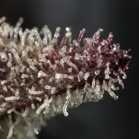 Semillas de cannabis Lemon Tree 2.0 premium en colaboración con Matthew Rockwell