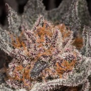 Semillas de cannabis Lemon Tree 2.0 premium en colaboración con Matthew Rockwell