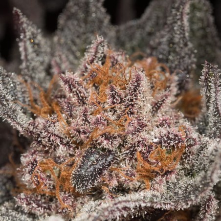 Semillas de cannabis Lemon Tree 2.0 premium en colaboración con Matthew Rockwell
