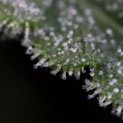 Planta de cannabis Lemon Tree Fast floración rápida