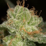 Planta de cannabis Lemon Tree Fast floración rápida