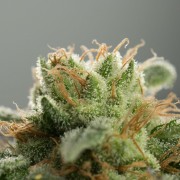 Planta de cannabis Lemon Tree Fast floración rápida