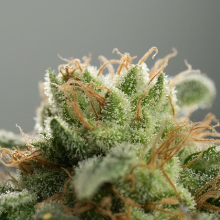 Planta de cannabis Lemon Tree Fast floración rápida