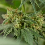 Planta de cannabis Lemon Tree Fast floración rápida