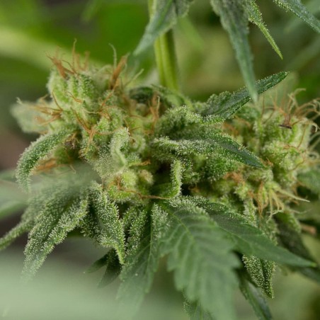 Planta de cannabis Lemon Tree Fast floración rápida