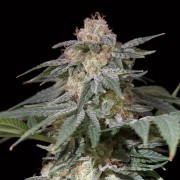 Planta de cannabis Lemon Tree Fast floración rápida