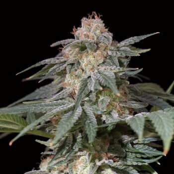 Planta de cannabis Lemon Tree Fast floración rápida