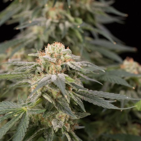 Planta de cannabis Lemon Tree Fast floración rápida