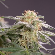 Planta de cannabis Lemon Tree Fast floración rápida