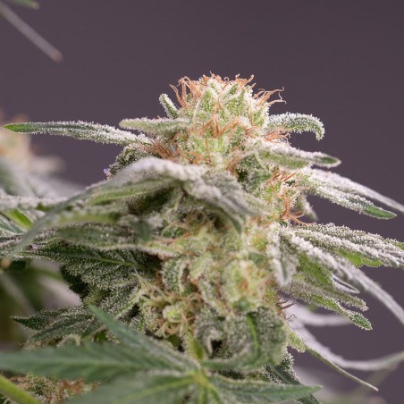 Planta de cannabis Lemon Tree Fast floración rápida