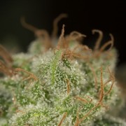 Planta de cannabis Lemon Tree Fast floración rápida