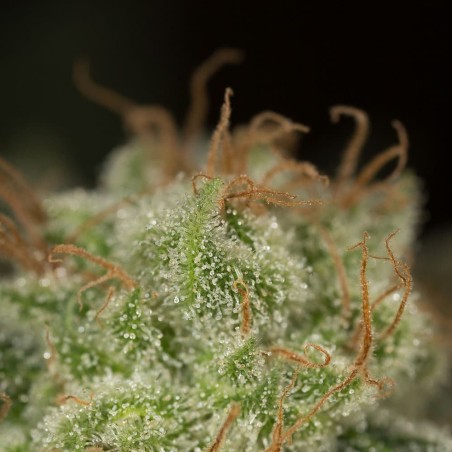 Planta de cannabis Lemon Tree Fast floración rápida