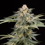 Planta de cannabis Lemon Tree Fast floración rápida
