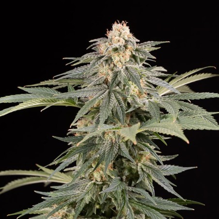 Planta de cannabis Lemon Tree Fast floración rápida