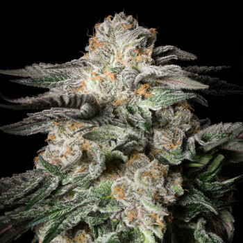 Mint Candy de cannabis Mint Candy - Silent Seeds