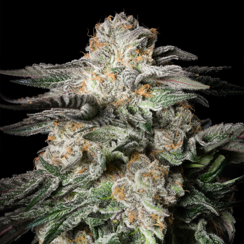 Mint Candy - 3 semillas