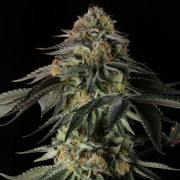 Rainbow Gas  Silent Seeds